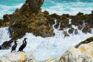 Great cormorants (Phalacrocorax carbo) in Betty's bay, So... by Filip Staes 